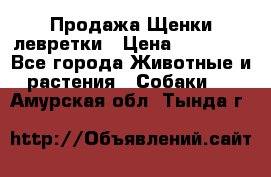 Продажа Щенки левретки › Цена ­ 40 000 - Все города Животные и растения » Собаки   . Амурская обл.,Тында г.